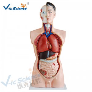 Medicinsk anatomi menneskelig kropsmodel 85 cm mandlig torso model 19 dele