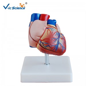 Plastmodel Ny stil Livsstørrelse Hjertemodel Anatomi Model til midical undervisning